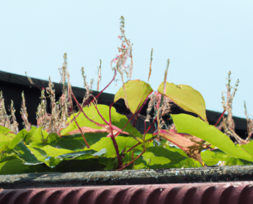 Japanese knotweed