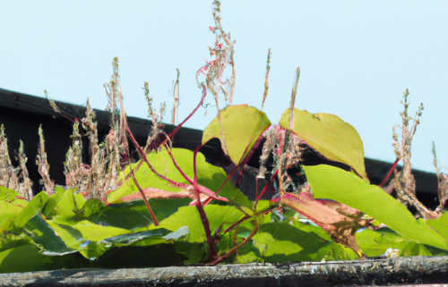 Japanese knotweed