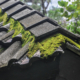 lichen-roof