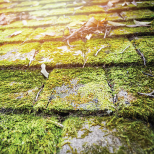 lichen-roof-close-up